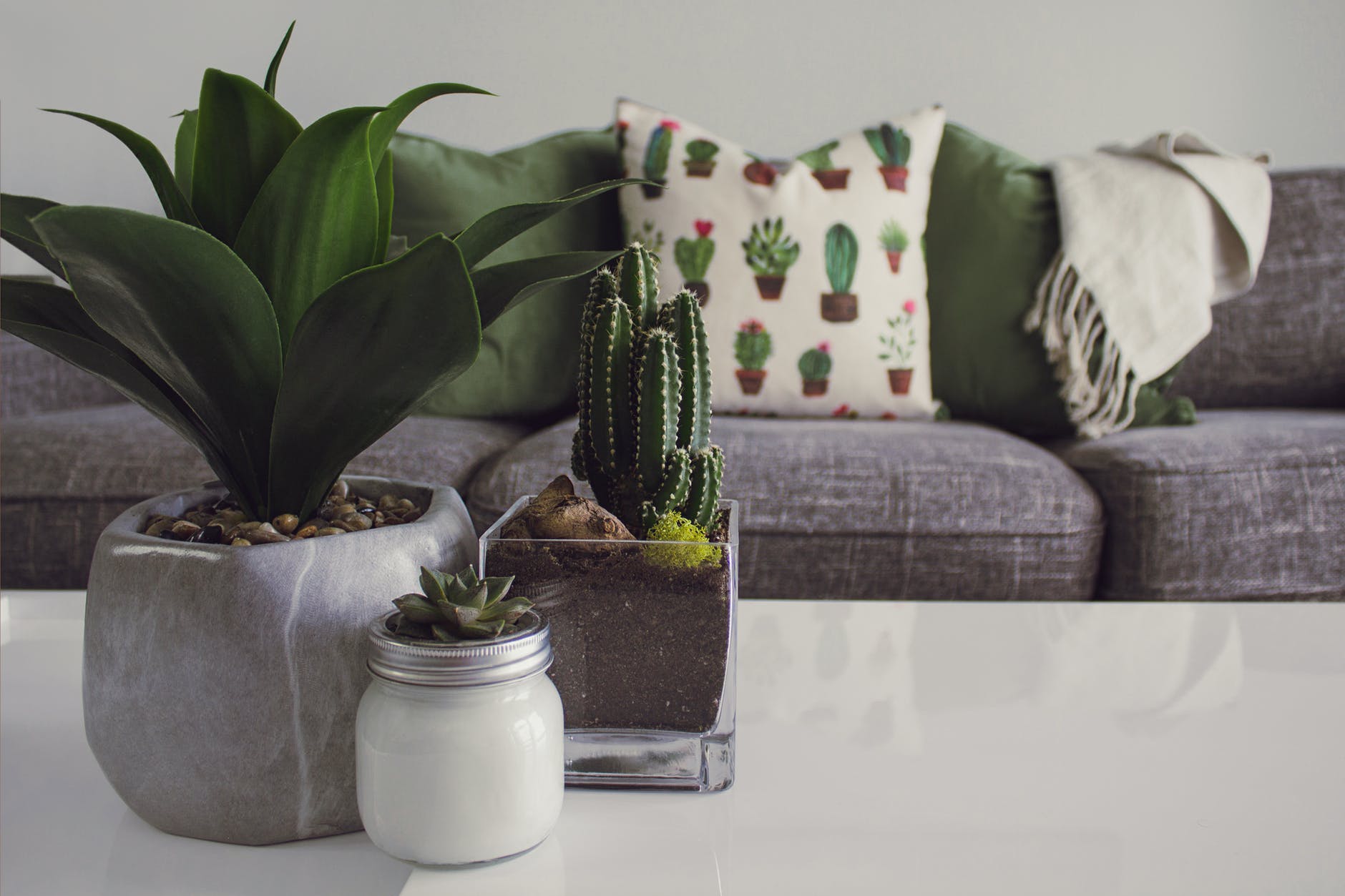 photo of plants on the table